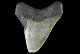 Juvenile Megalodon Tooth - Georgia #90819-1